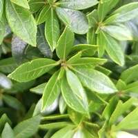 Pieris japonica 'Viking'